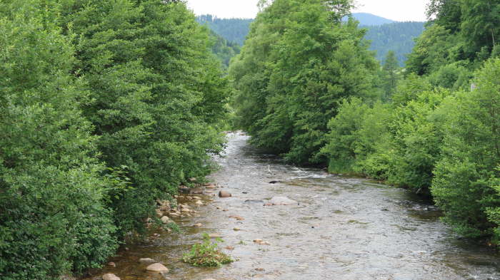 Schwarzwald_2021_06_19_0076